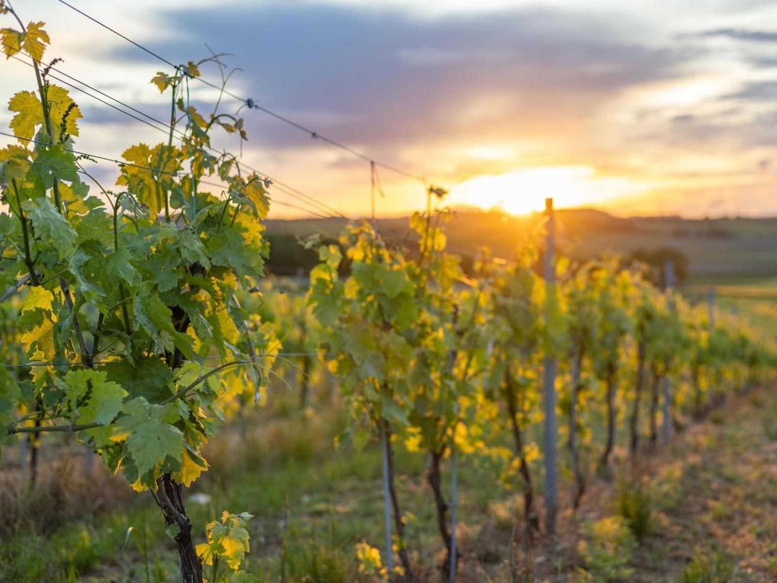 Paradis Des Vignes Birac  Szoba fotó